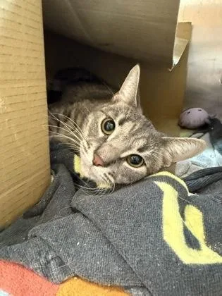 An adult medium-sized female Domestic Short Hair cat named Gwen for adoption in Westland, MI