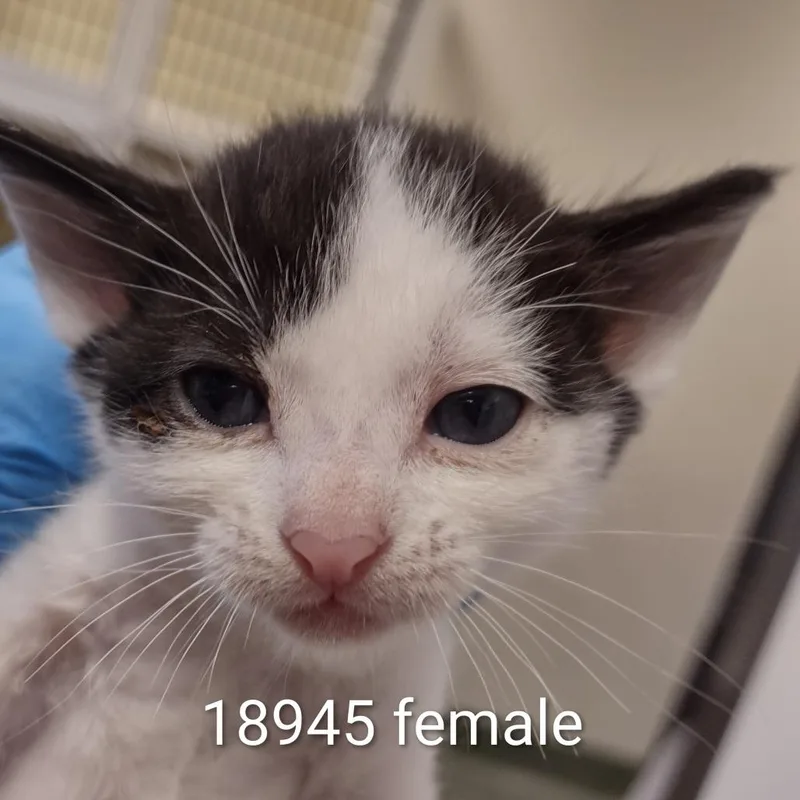 A baby small-sized female White Domestic Short Hair cat named Dinah for adoption in Upland, CA