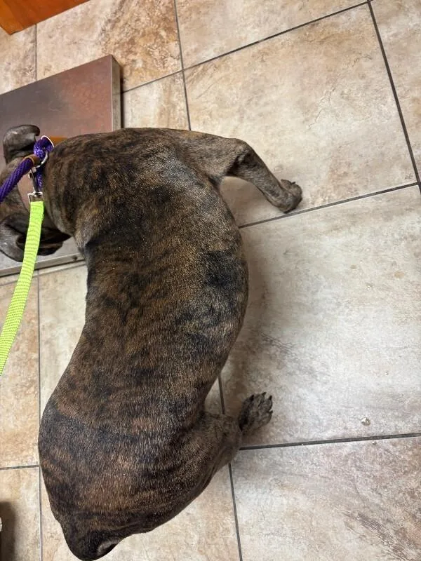 A senior large-sized male Brindle Mixed Breed dog named Jonah for adoption in Cincinnati, OH