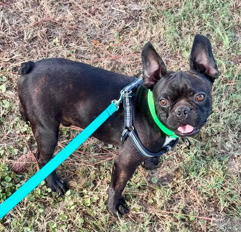 A young medium-sized male Boston Terrier dog named Churro for adoption in Muskogee, OK