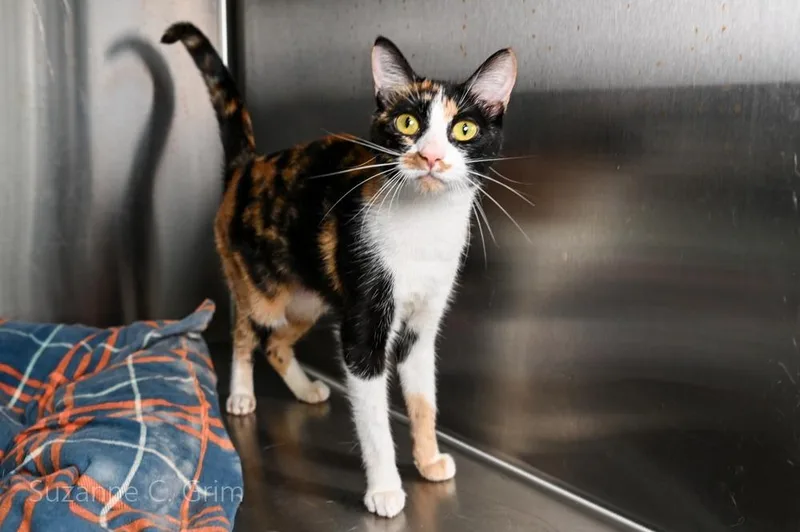 A young medium-sized female Domestic Short Hair cat named Twix for adoption in New Orleans, LA