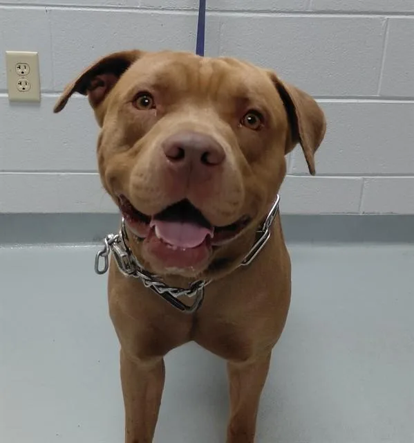 A young large-sized male Pit Bull Terrier dog named Bruno for adoption in Saint Cloud, FL