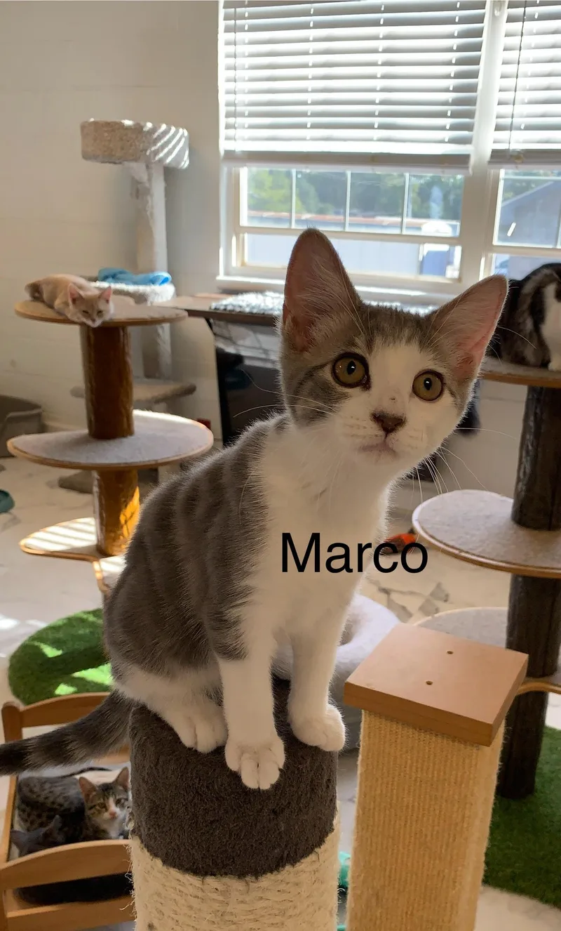 A young medium-sized male Gray & White Domestic Short Hair cat named Marco for adoption in Saint Charles, MO