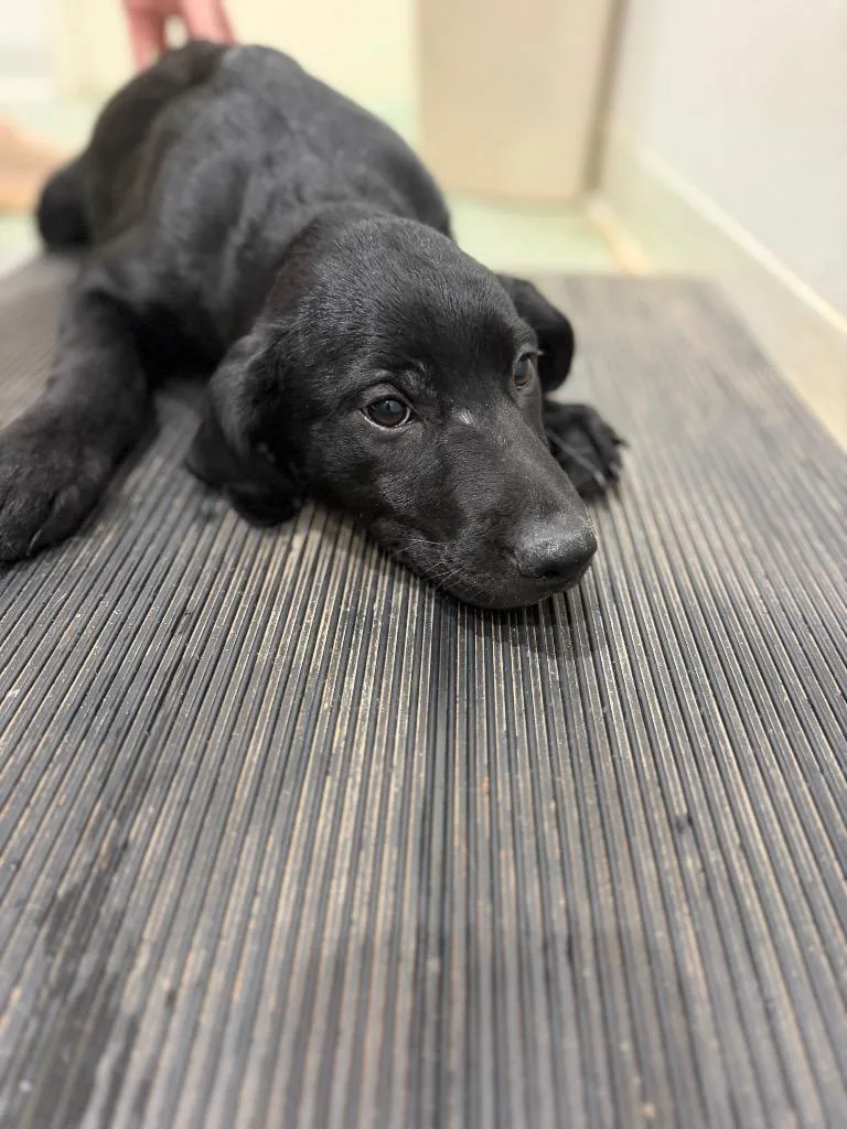A baby medium-sized female Mixed Breed dog named Patch for adoption in Danielsville, GA