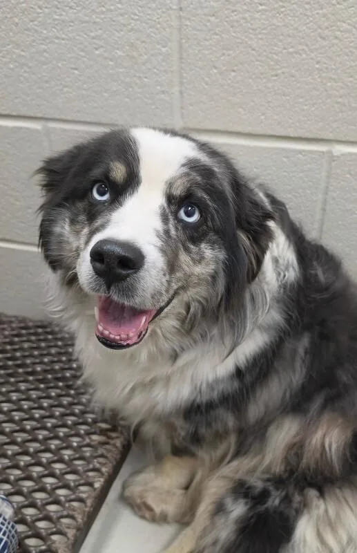 An adult medium-sized female Australian Shepherd dog named Bri for adoption in Bluffton, IN