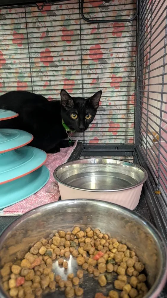 A baby small-sized male Black Domestic Short Hair cat named Tuesday for adoption in Papillion, NE