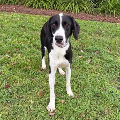 An adult medium-sized female Black Mixed Breed dog named Luna for adoption in Buffalo, MN