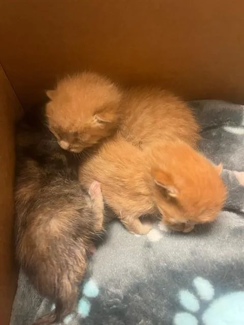 A baby small-sized male Domestic Short Hair cat named A for adoption in Riverside, CA