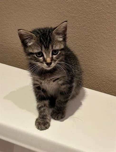 A baby small-sized male Domestic Short Hair cat named Stan for adoption in Tustin, CA