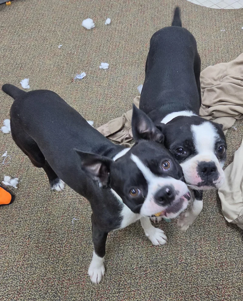 Gus and Gizmo thumbnail 2