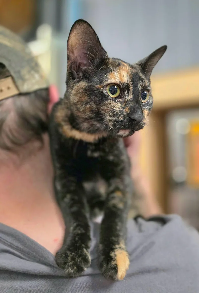A young medium-sized female Tortoiseshell cat named Jeannie for adoption in Oak Ridge, TN