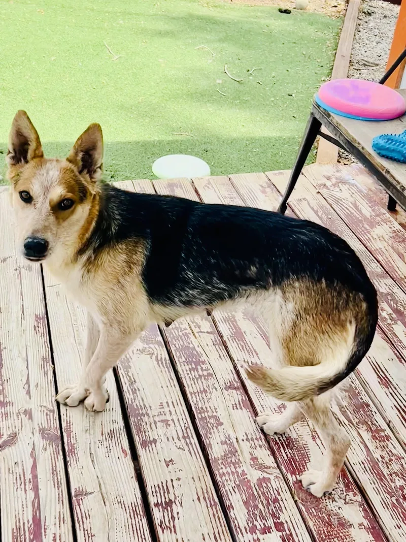 An adult medium-sized female Cattle Dog dog named Amy for adoption in Bakersfield, CA