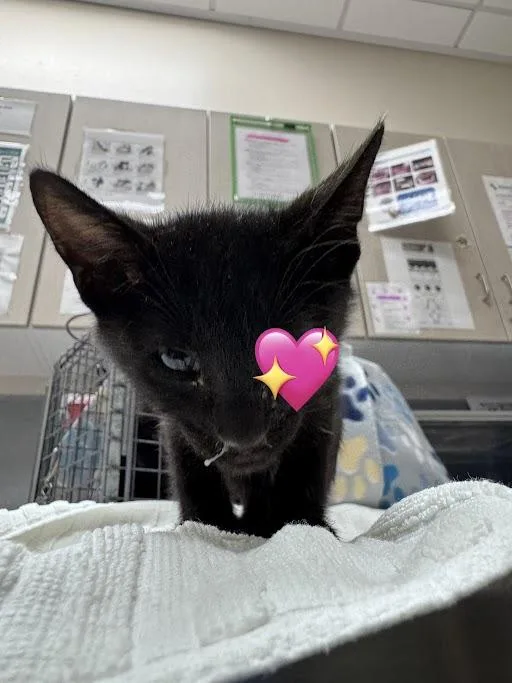 A baby small-sized male Domestic Short Hair cat named Enchilada for adoption in Las Vegas, NV