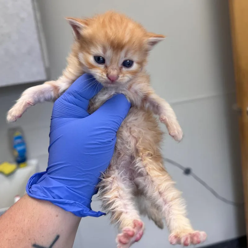A baby small-sized female Orange / Red Domestic Short Hair cat named Millie for adoption in Columbiana, AL