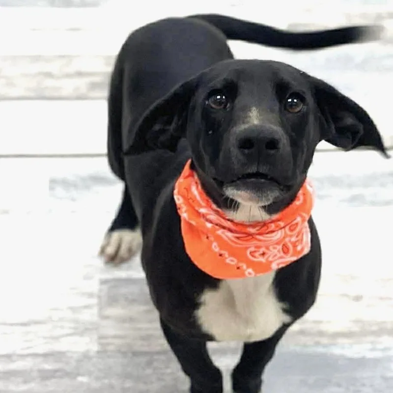 A baby medium-sized male Labradoodle dog named Fred  Local April for adoption in Brookshire, TX