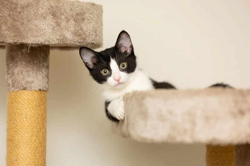 A baby medium-sized male Black & White / Tuxedo Domestic Short Hair cat named Oreo for adoption in Broomall, PA