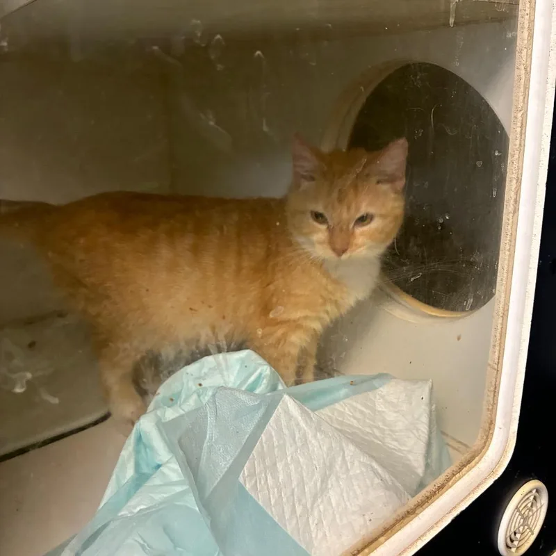 A baby small-sized male Orange / Red Domestic Short Hair cat named Benny for adoption in San Antonio, TX