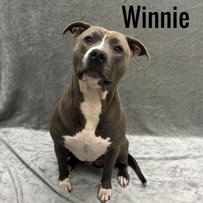 An adult medium-sized female Gray / Blue / Silver Mixed Breed dog named Winnie for adoption in Pleasantville, NJ