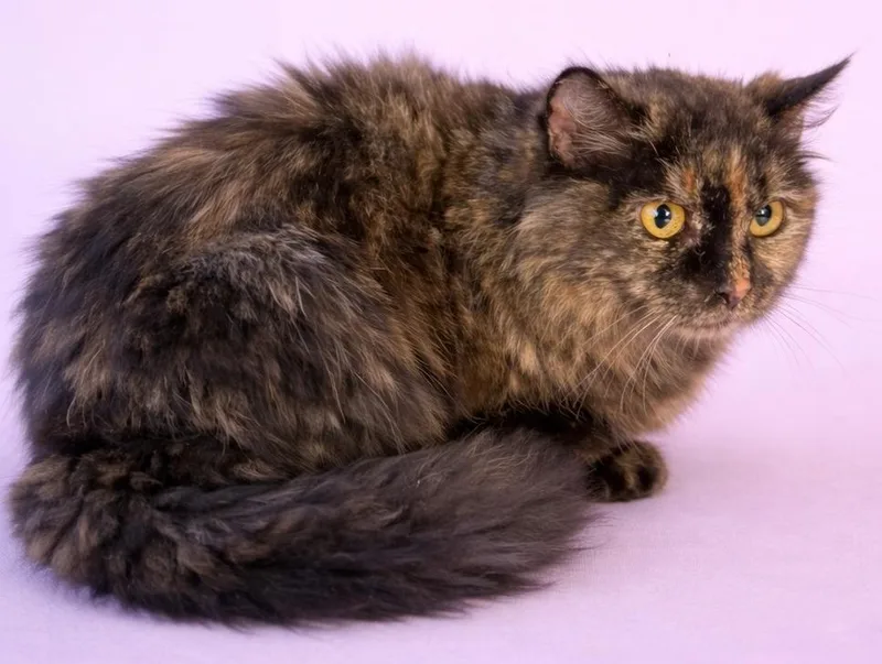 An adult medium-sized female Domestic Short Hair cat named Paisley for adoption in Wauchula, FL