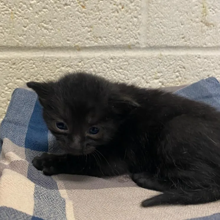 A baby small-sized female Black Domestic Short Hair cat named Brighton for adoption in Memphis, TN