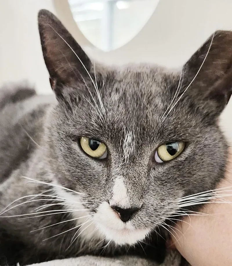 Spare Tire thumbnail 2