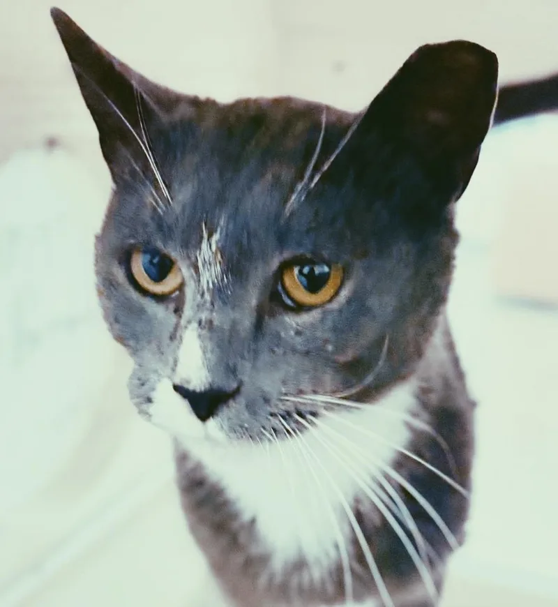 Spare Tire thumbnail 3