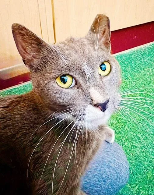 Spare Tire thumbnail 4