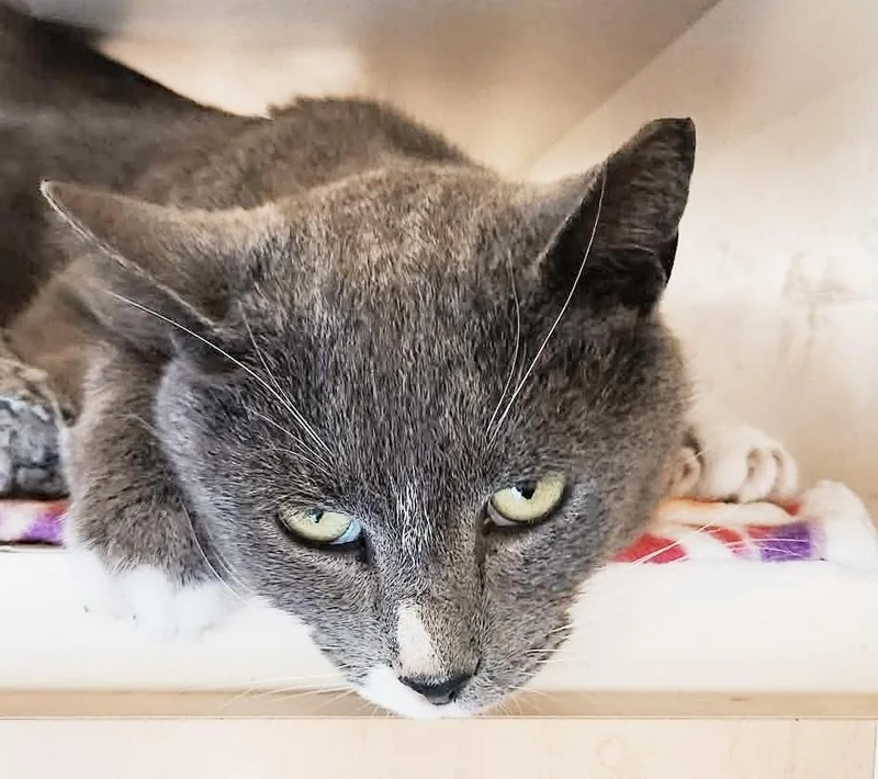 Spare Tire thumbnail 5