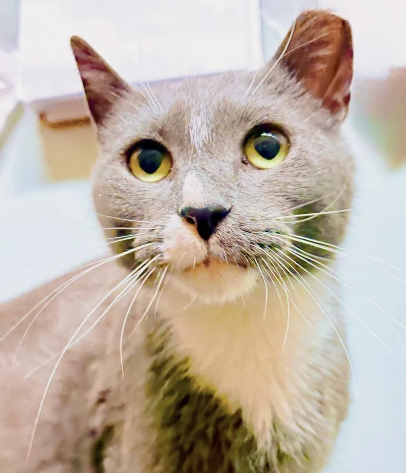 Spare Tire thumbnail 6