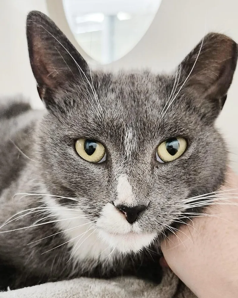 A young large-sized male Gray & White Tuxedo cat named Spare Tire for adoption in Philadelphia, PA