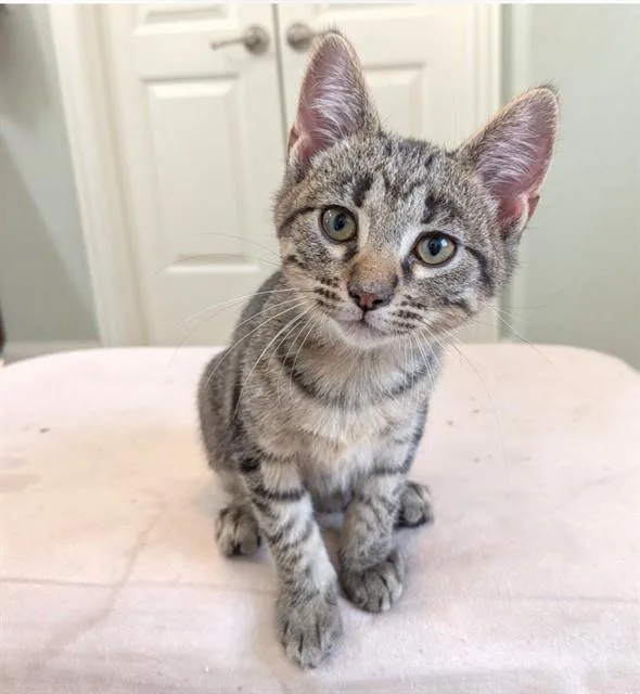 A baby small-sized male Domestic Short Hair cat named Jerry for adoption in Conroe, TX