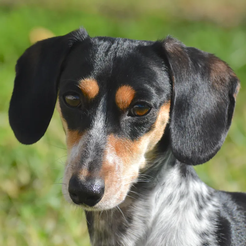 A young small-sized female Dachshund dog named Ditto for adoption in Auburn, NE