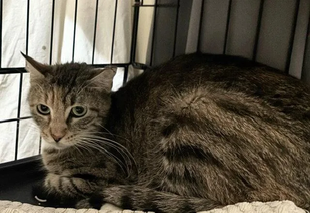 A young medium-sized female Domestic Short Hair cat named Melvina for adoption in Escondido, CA