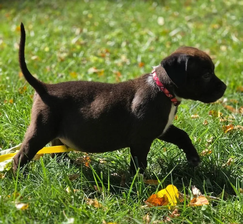 A baby large-sized male Pit Bull Terrier dog named Zazu for adoption in Oxford, MI