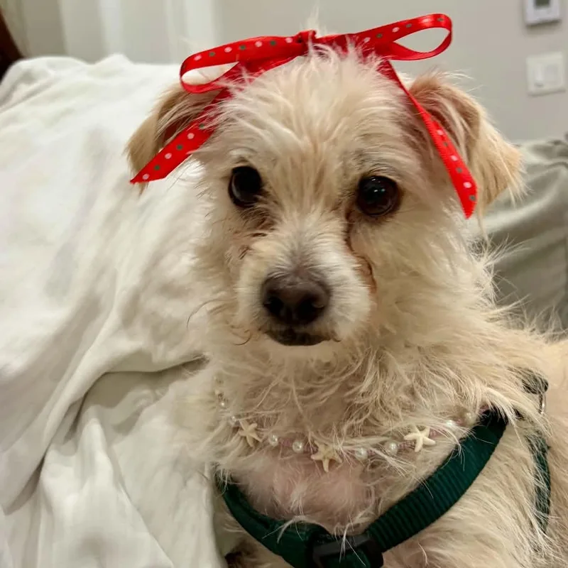 An adult small-sized female White / Cream Maltese dog named Baby for adoption in Seal Beach, CA