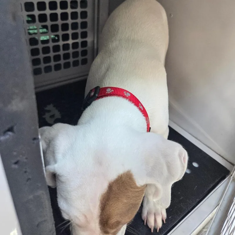 A baby small-sized female White / Cream Mixed Breed dog named Strayclaydrive"lilly" for adoption in Columbus, GA