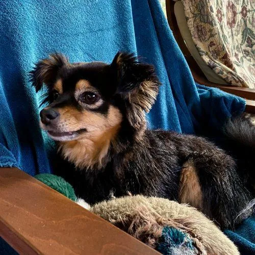 A senior small-sized female Black Mixed Breed dog named Bailey for adoption in Vashon Island, WA