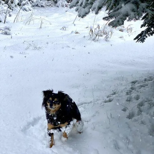 Bailey thumbnail 2