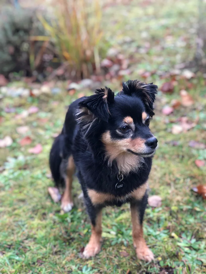 Bailey thumbnail 3
