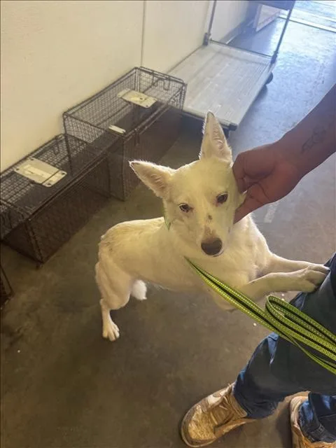 An adult medium-sized female Husky dog named Sky for adoption in Los Angeles, CA