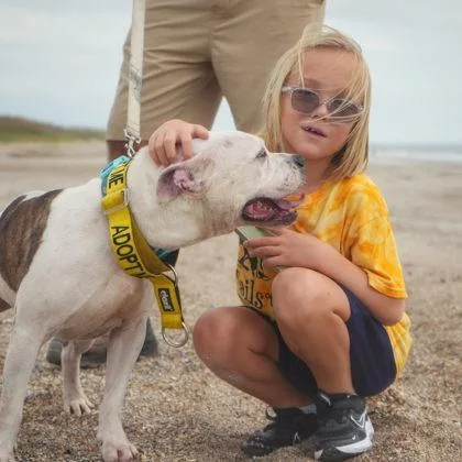 An adult medium-sized male Mixed Breed dog named Cash for adoption in Fernandina Beach, FL