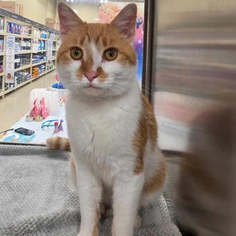 An adult small-sized male Orange / Red Domestic Short Hair cat named Mason for adoption in Monroe, MI