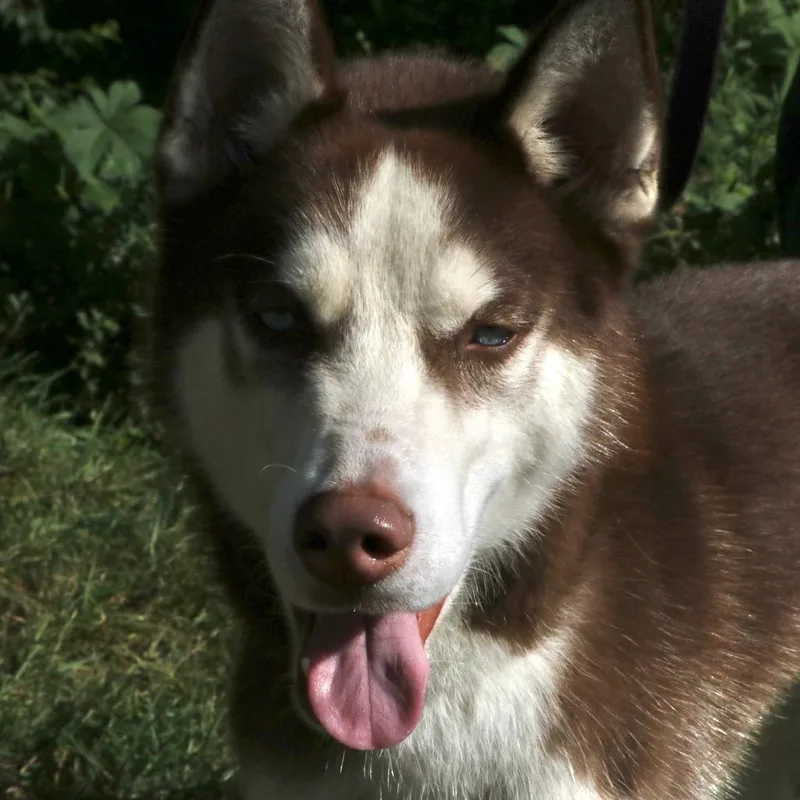 An adult large-sized male Mixed Breed dog named Nosferatu for adoption in Allentown, PA