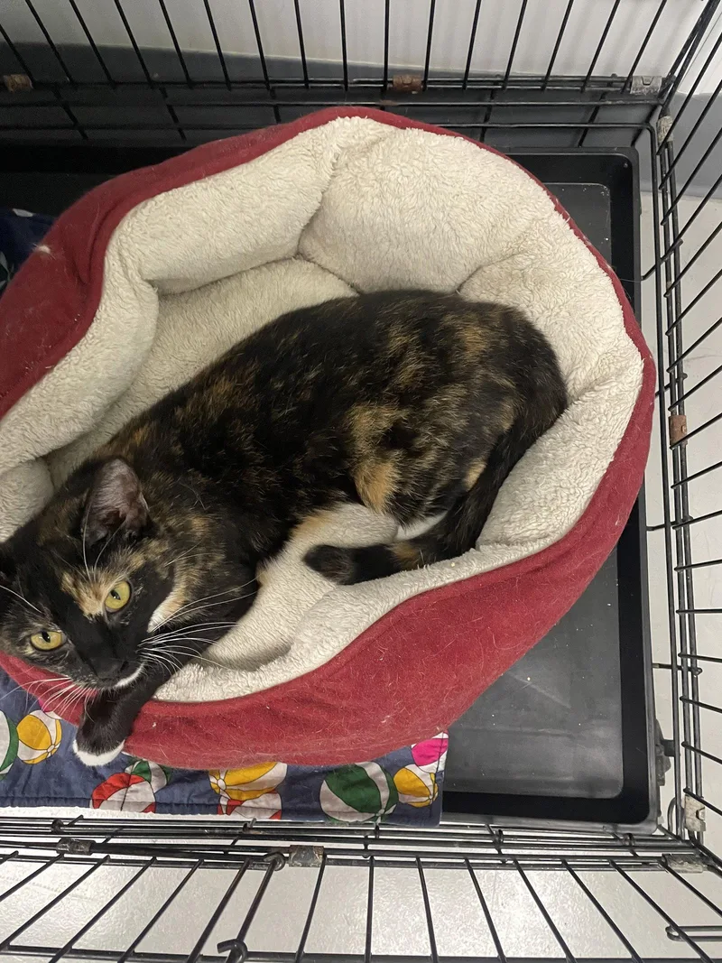 An adult medium-sized female Calico cat named Ozzy for adoption in Georgetown, KY
