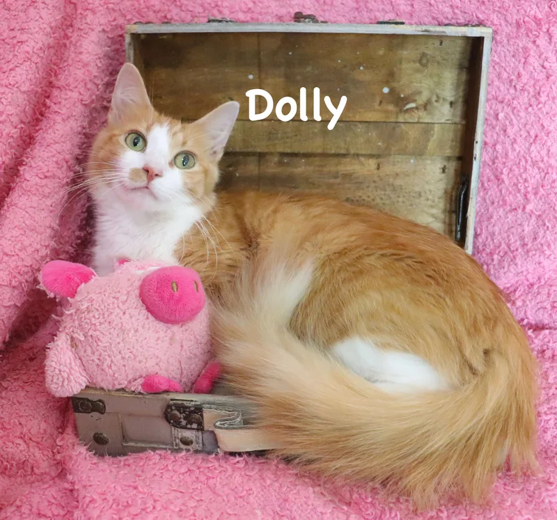 Dolly Purrton