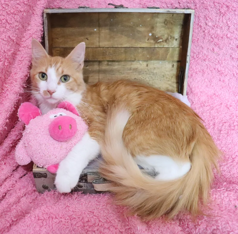 Dolly Purrton thumbnail 2