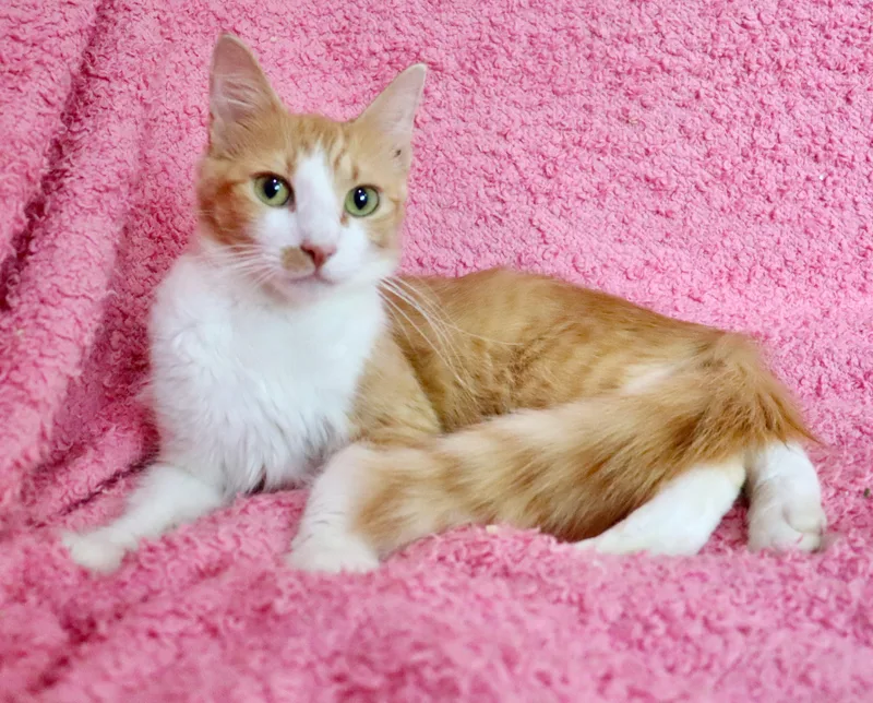 Dolly Purrton thumbnail 3