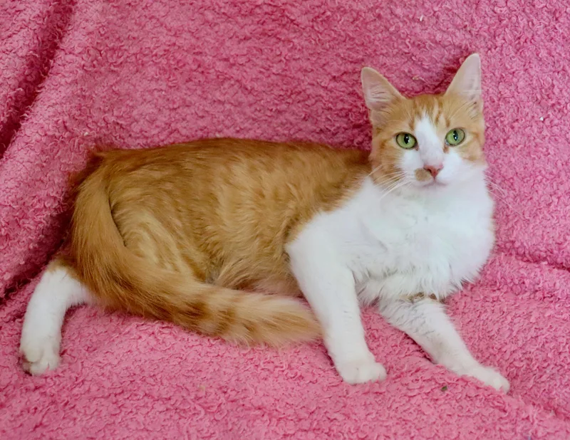 Dolly Purrton thumbnail 4