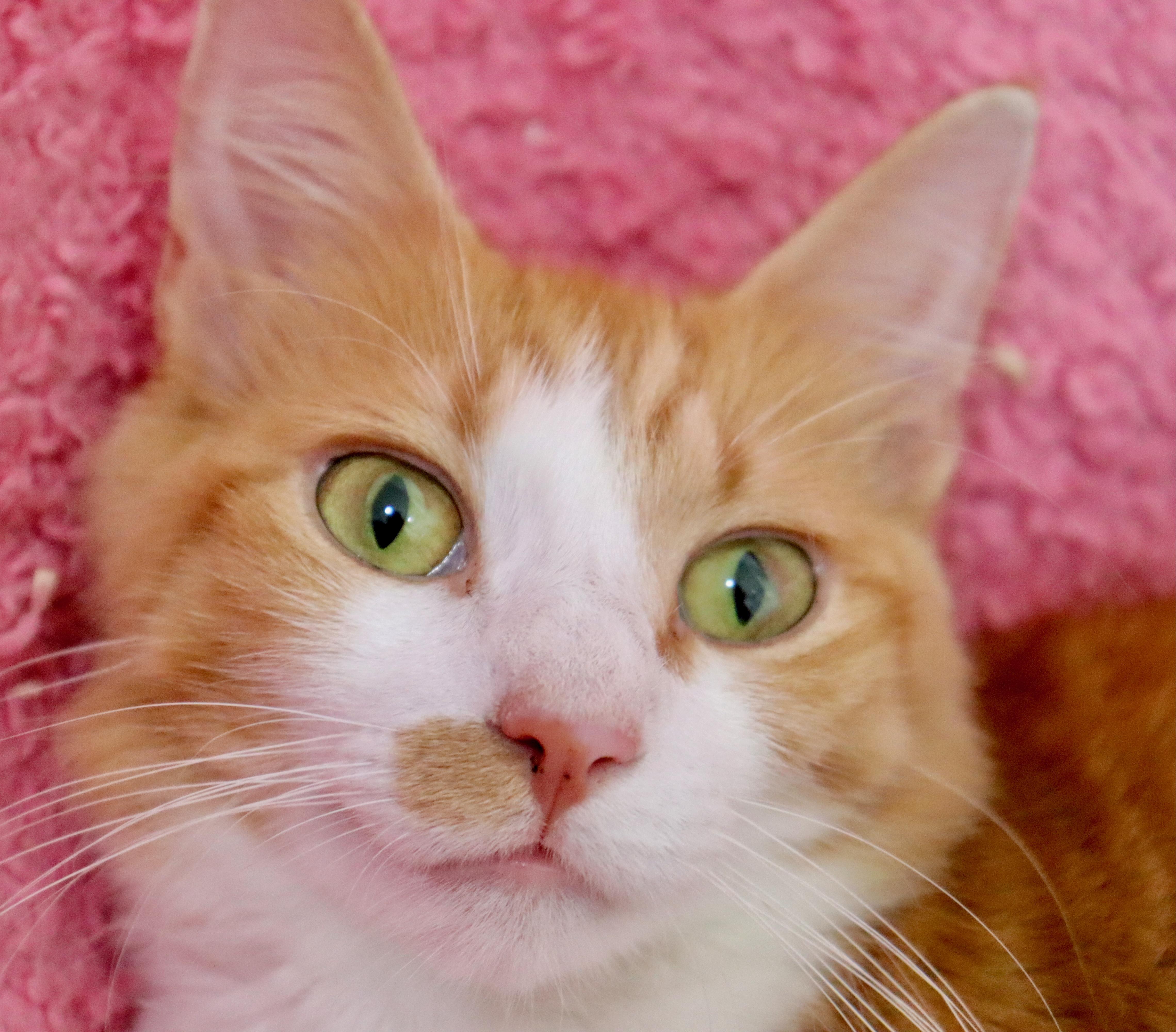 Dolly Purrton thumbnail 5