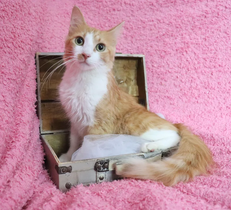 Dolly Purrton thumbnail 6